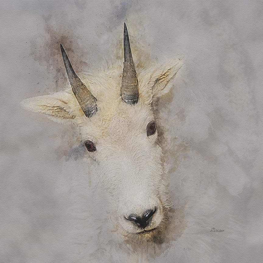 Click here to view Curious Peaks and Gentle Cheeks by David W Schafer