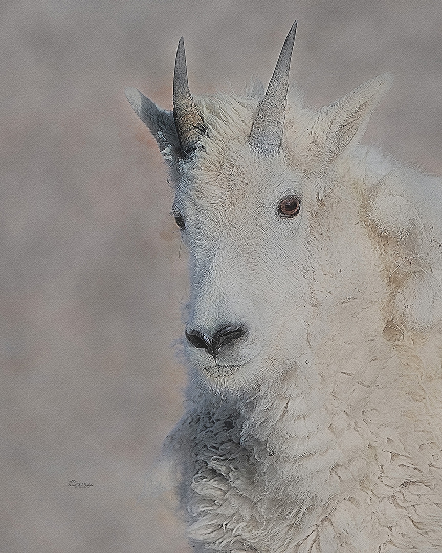 Mountain Goat Portrait by David W Schafer