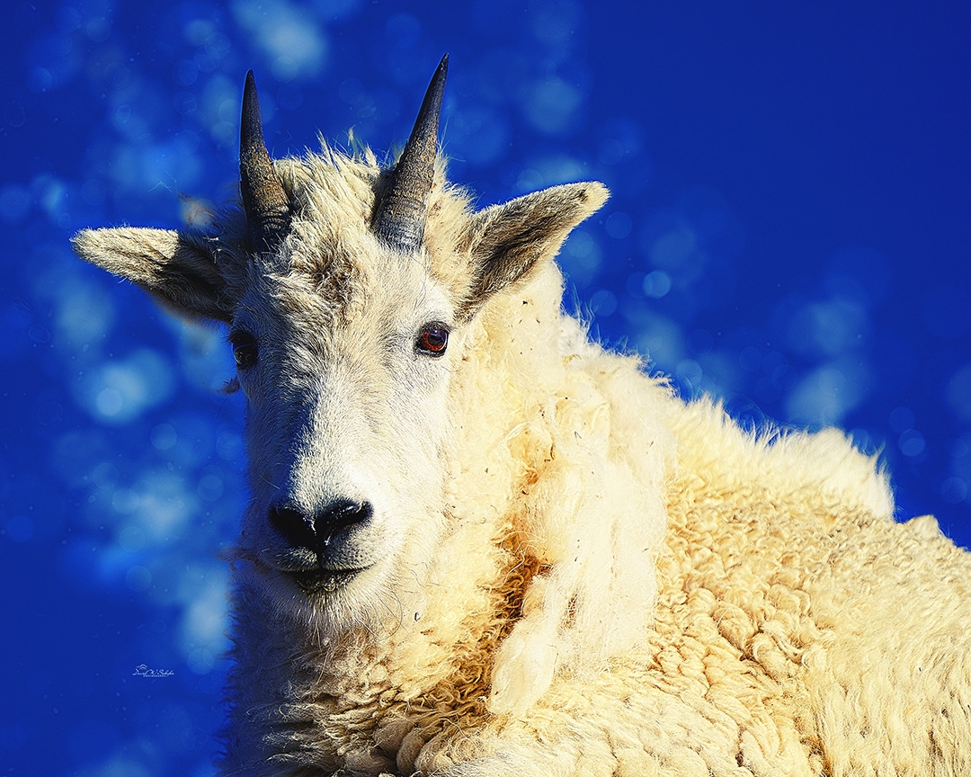 Click here to view Mountain Goat in Blue Repose by David W Schafer