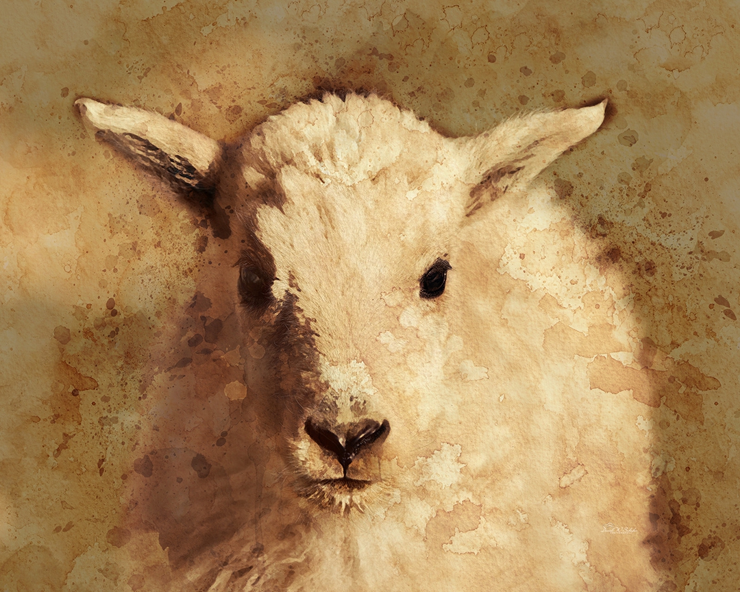Curious Capra in Coffee Color by David W Schafer