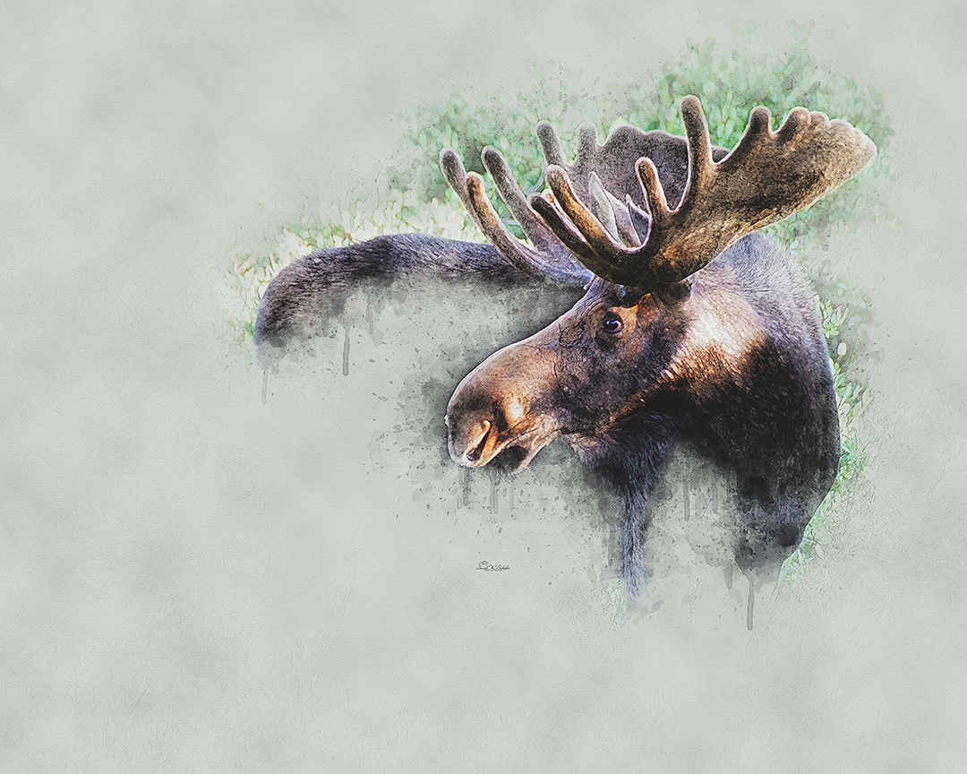 Click here to view Majestic Moose by David W Schafer