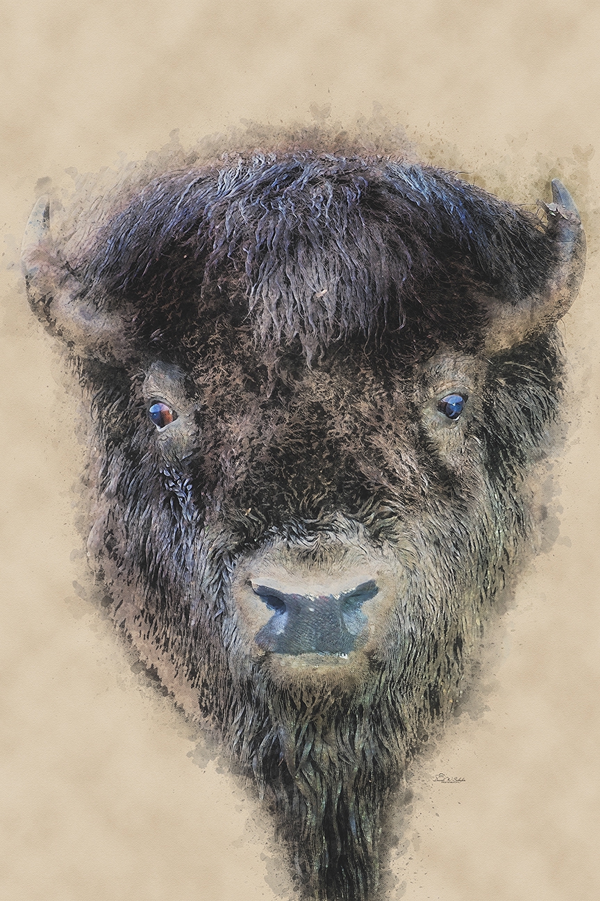Click here to view Bold Elegance: Bison Bull by David W Schafer