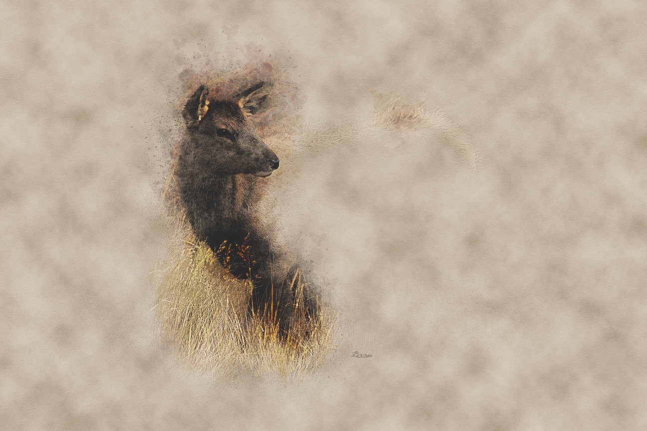 Click here to view Wapiti Wonder in Grassy Hues by David W Schafer