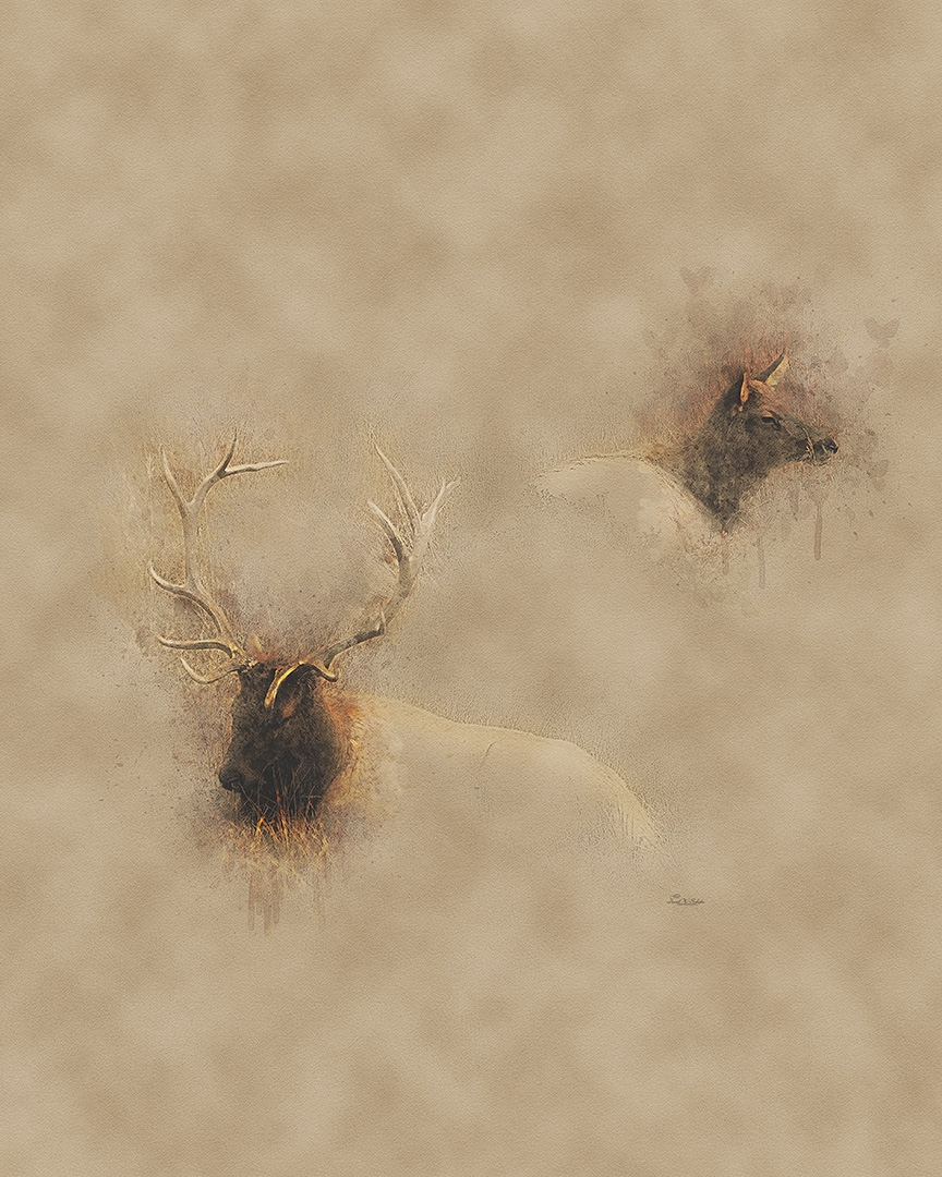 Click here to view Wapiti Pair Repose by David W Schafer