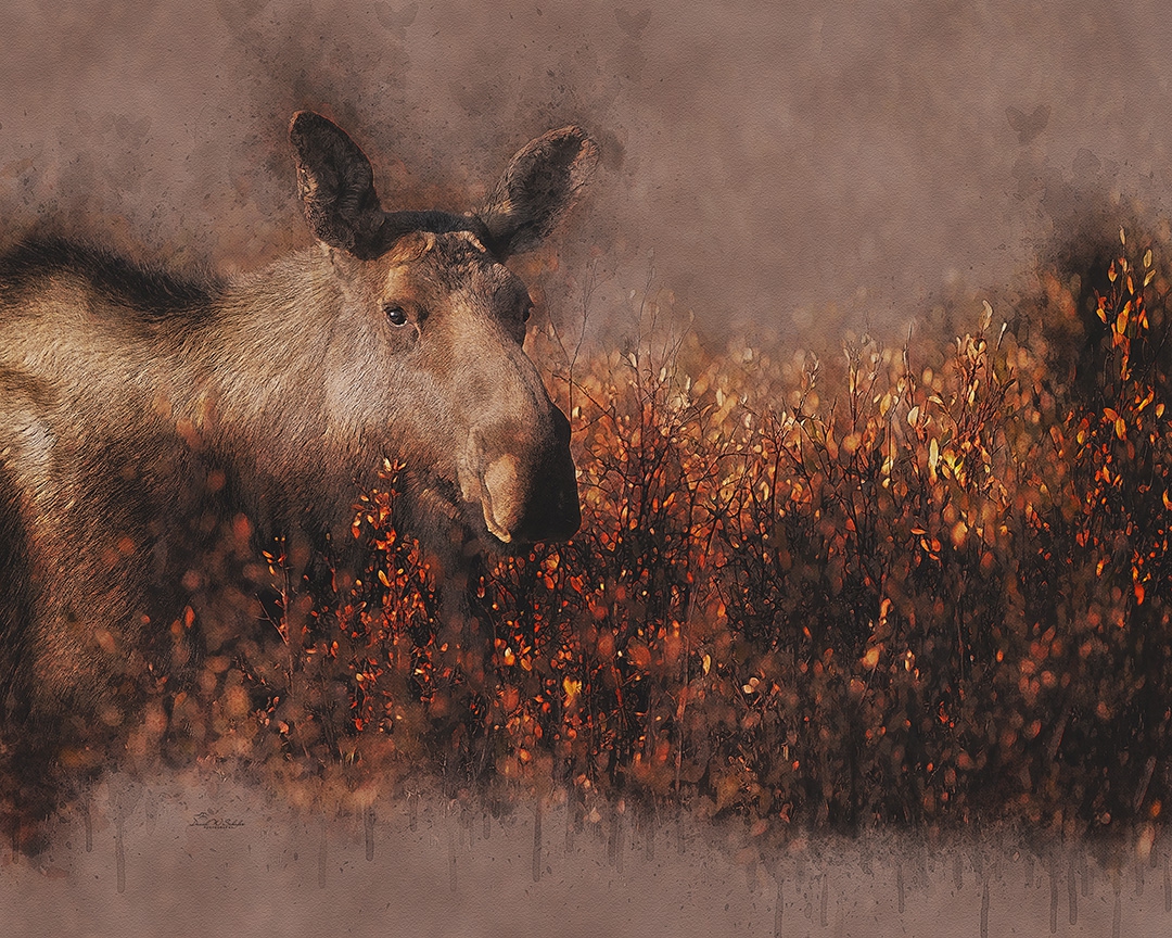 Whimsical Woodland Wonder by David W Schafer