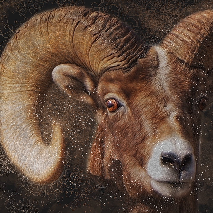 Click here to view Radiant Ram by David W Schafer