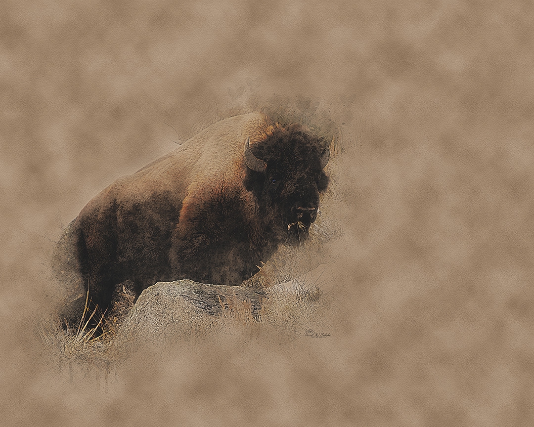 Click here to view Bison's Misty Emergence by David W Schafer