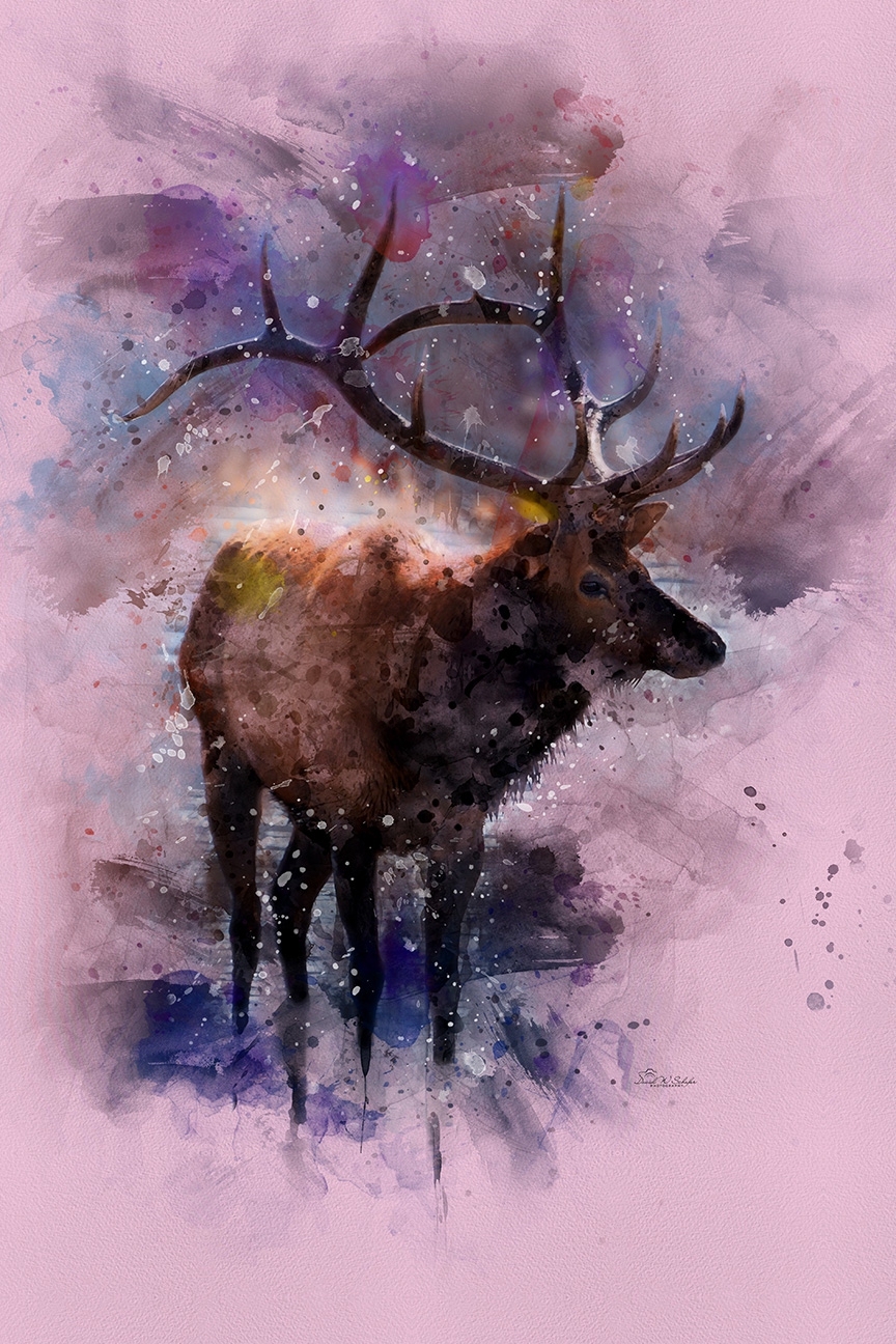 Whimsical Wapiti by David W Schafer