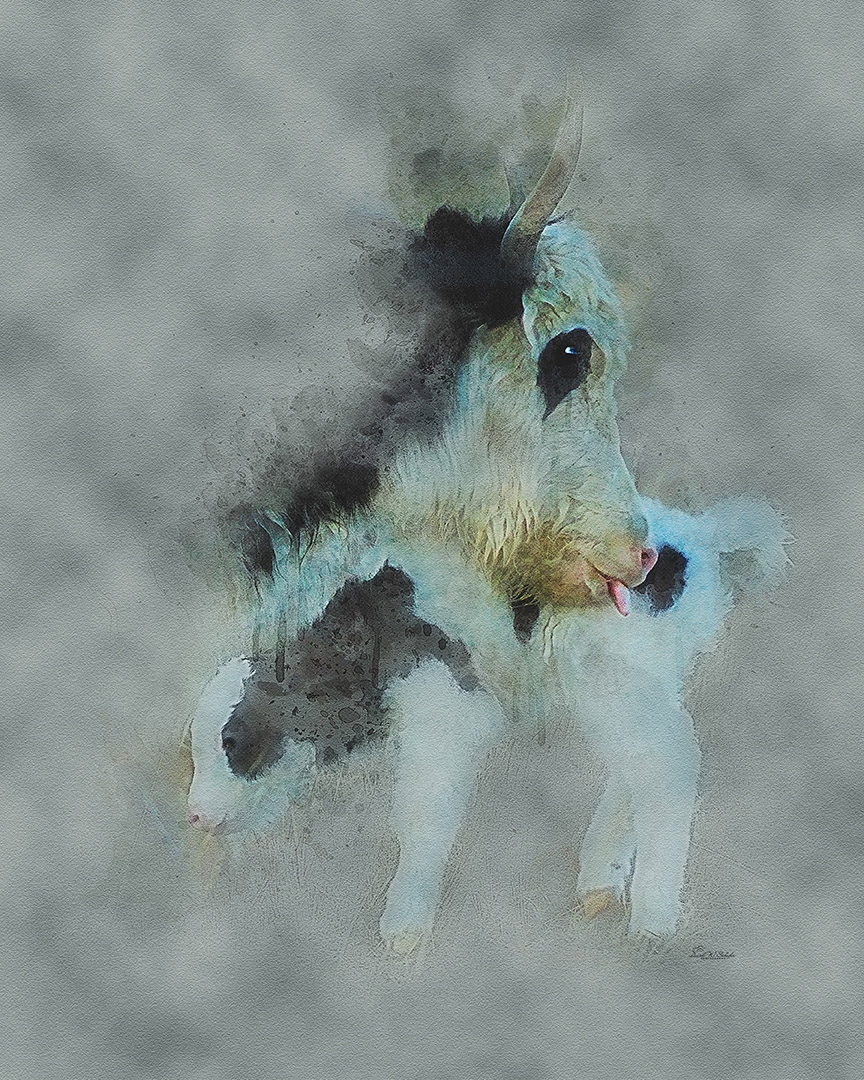 Loving Yak Licks by David W Schafer