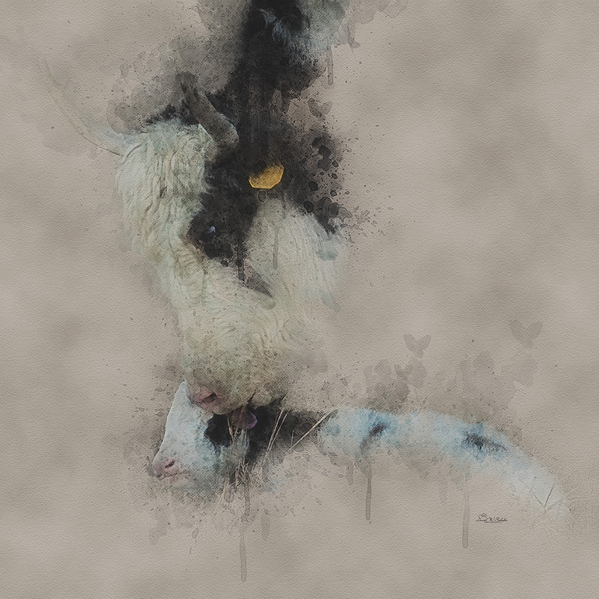 Click here to view Mother Yak's Love by David W Schafer