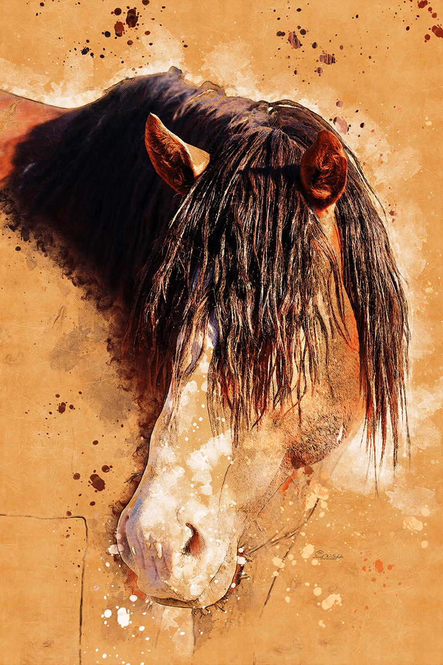 Click here to view Silken Serenade of Mane & Mystery by David W Schafer