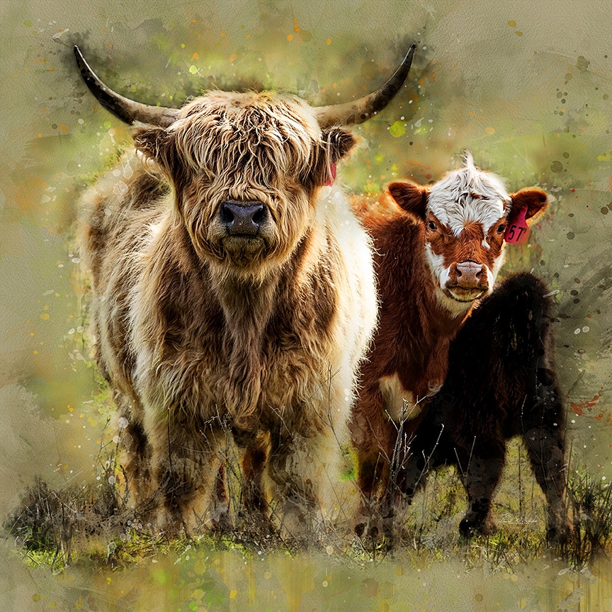 Click here to view Mini Highland Family by David W Schafer