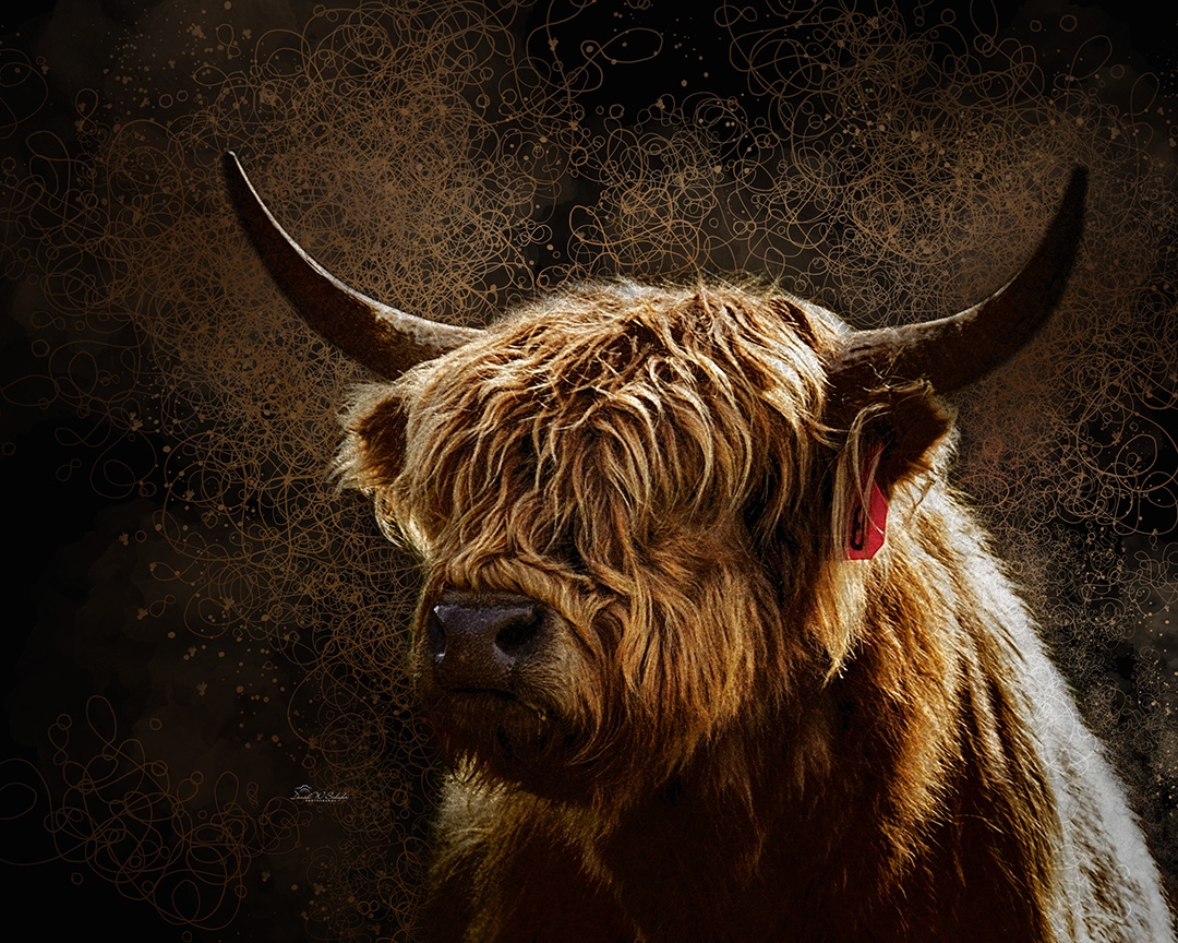 Mini Highland Bull Portrait by David W Schafer