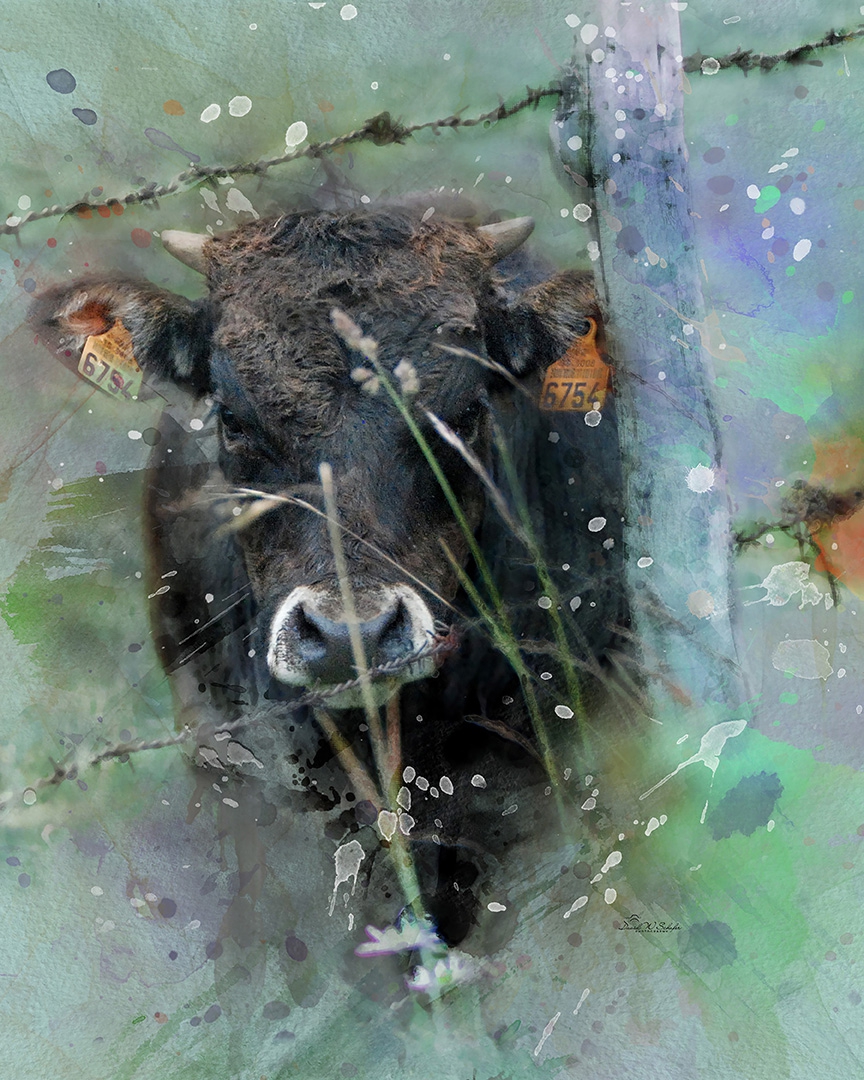 Bovine Behind Barbed Wire by David W Schafer