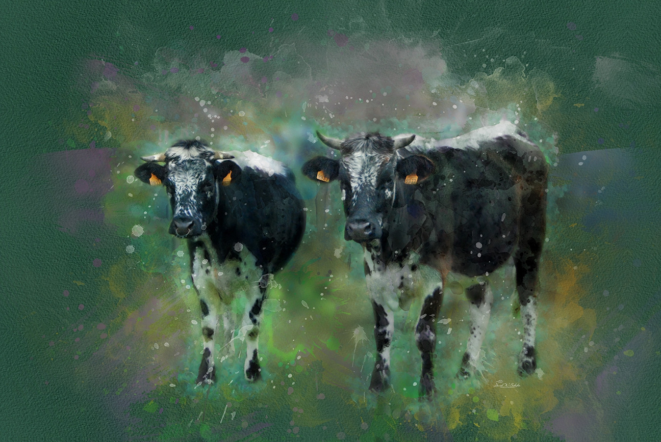 Click here to view Vibrant Vosgienne Visions by David W Schafer