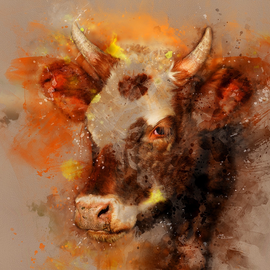 Brockle-faced Bovine Beauty by David W Schafer