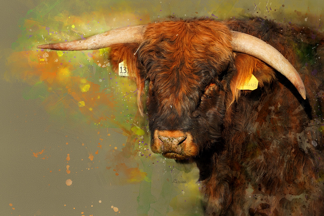 Click here to view Curved Highland Majesty by David W Schafer