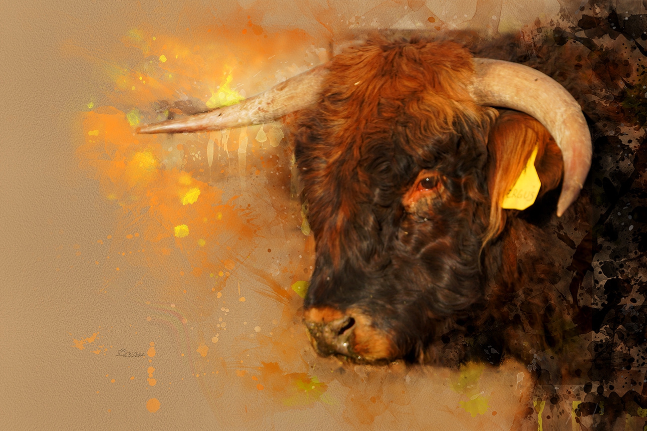 Click here to view Radiant Bull in Warm Splashes by David W Schafer