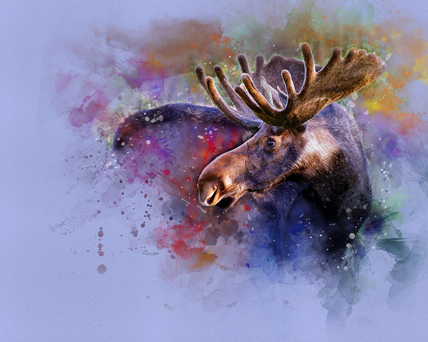 Moose in a Colorful Reverie by David W Schafer