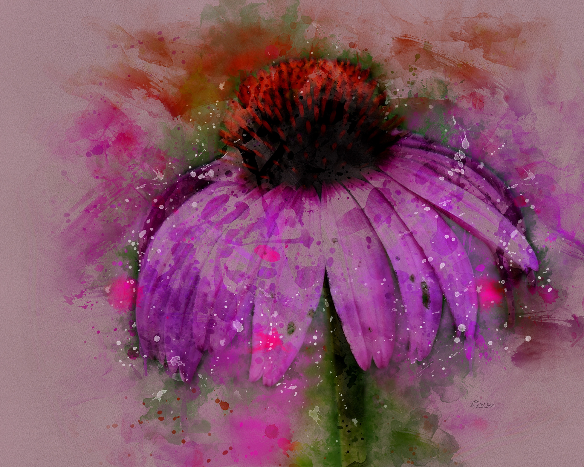 Click here to view Purple Petal Pizzazz by David W Schafer