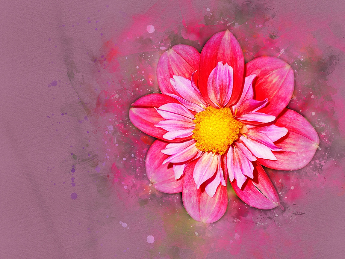 Click here to view Radiant Dahlia by David W Schafer