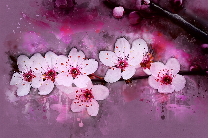 Cherry Blossom Radiance by David W Schafer