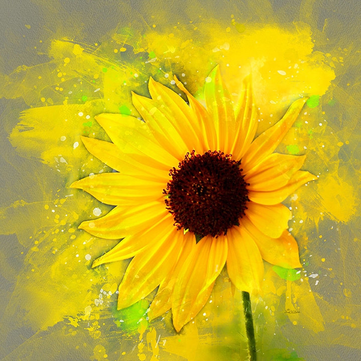 Sunfire Bloom by David W Schafer