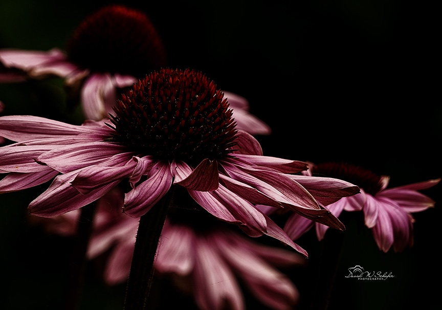 Click here to view Crimson Coneflower Caress by David W Schafer