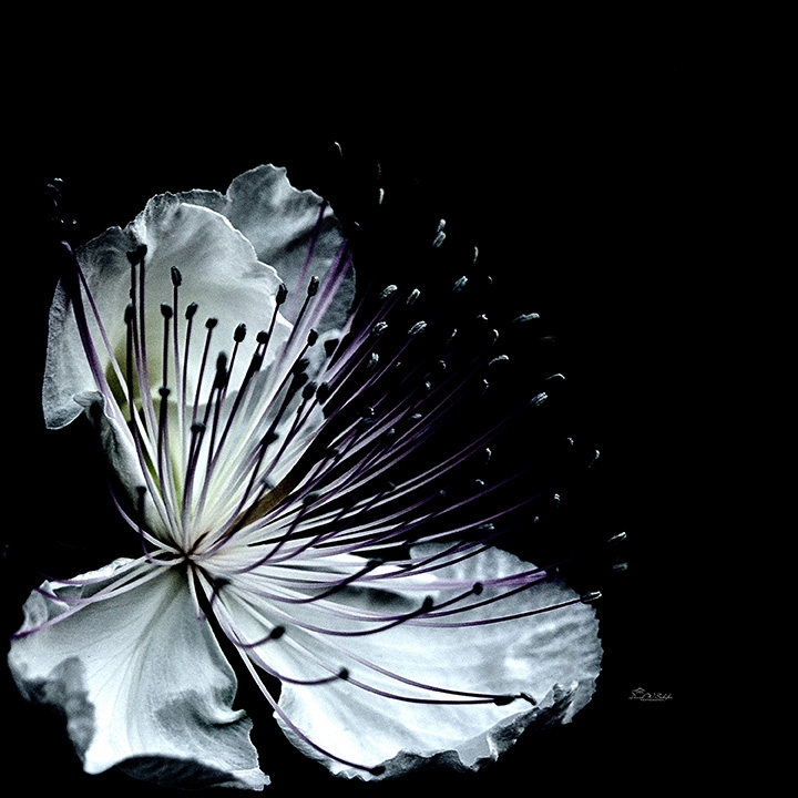 Click here to view Luminous White Blossom by David W Schafer